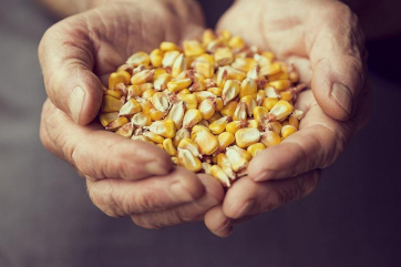 Доля отечественных семян кукурузы не достигает 50 процентов - Хатуов